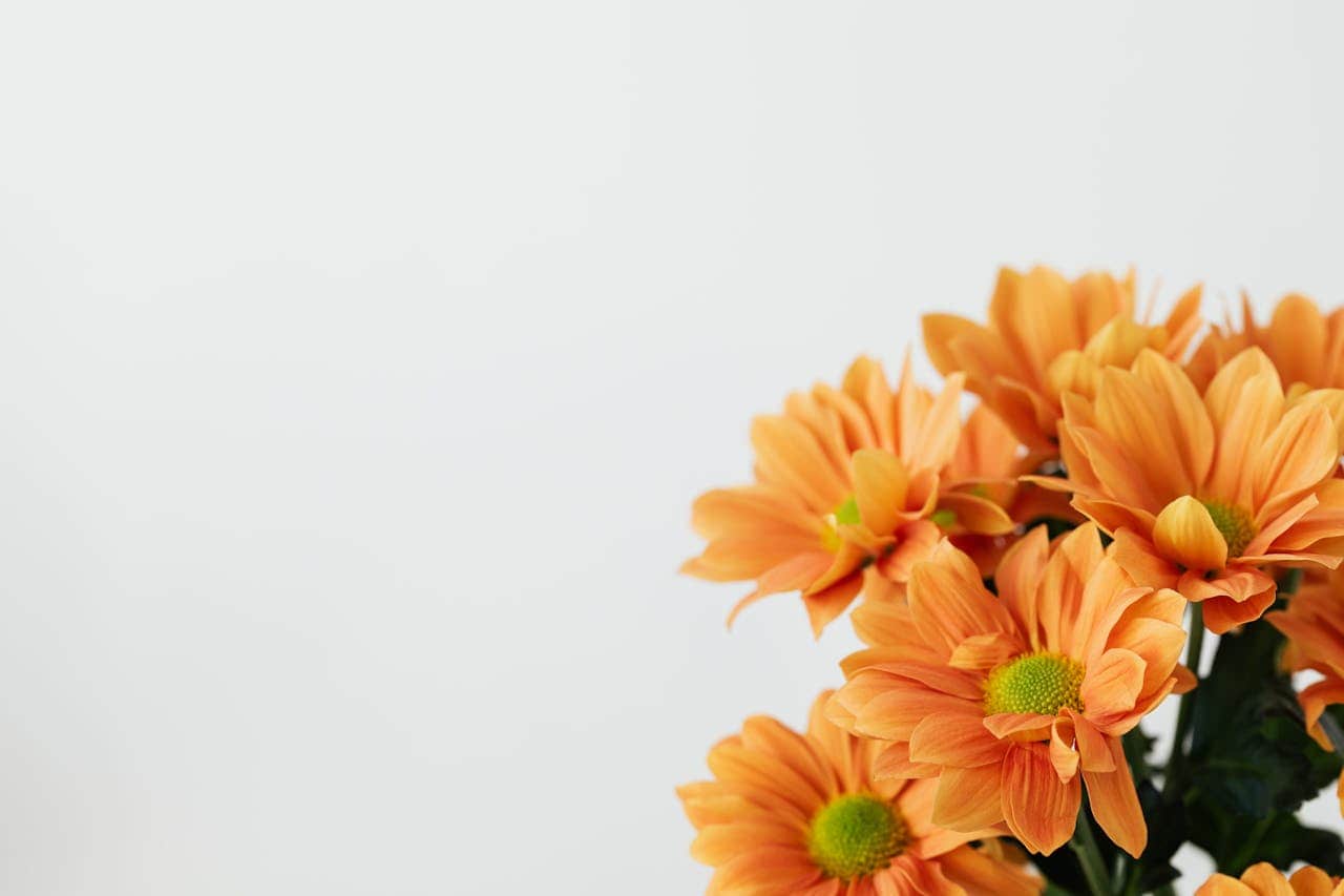 Orange dyspraxia flowers